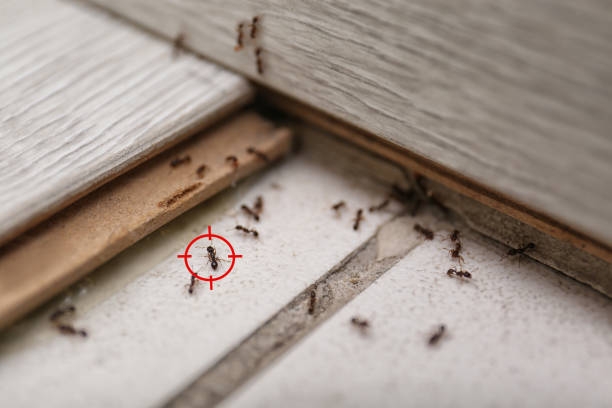 Spider Control Near Me in Mableton, GA