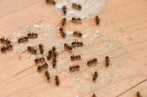 Best Pest Prevention Services  in Mableton, GA