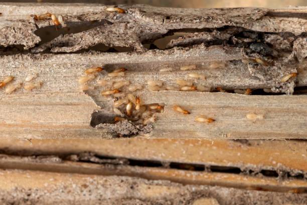 Insect Control in Mableton, GA